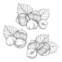 Hazelnut set, compositions with kernels, shells and leaves. For packaging or labels snacks and bars with hazelnut vector