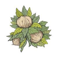 Hazelnut three young fruits. Colored nut icon for bars and products vector