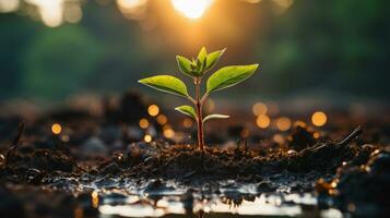 Small tree growing from fertile soil on sunset, by AI Generative. photo