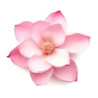 Pink magnolia flower isolated photo