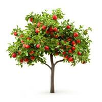 Apple tree isolated photo