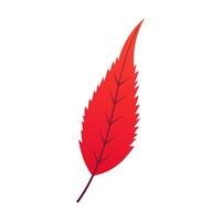 Autumn leaf isolated on white vector