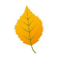 Autumn yellow leaf isolated on white vector