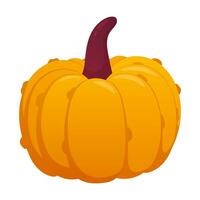 Pumpkin isolated on white vector