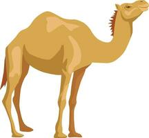 Cute one hump camel cartoon animal design flat vector illustration isolated on white background