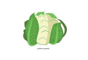 A vector icon of white fresh cauliflower and cabbage on a white background, representing healthy food and vegetables.