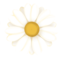 White  Cute Daisy png