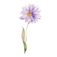 spring flower watercolor on isolated background. Created with Generative AI technology. png