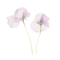 spring flower watercolor on isolated background. Created with Generative AI technology. png