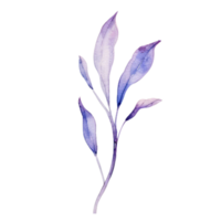 spring flower watercolor on isolated background. Created with Generative AI technology. png