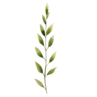 primavera fiore acquerello su isolato sfondo. creato con generativo ai tecnologia. png