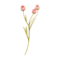 spring flower watercolor on isolated background. Created with Generative AI technology. png