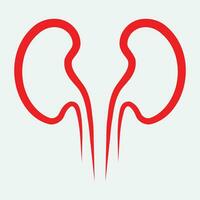 Kidney icon vector. vector