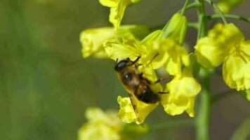 Biene sammelt Nektar auf ein Gelb Blume auf ein windig Tag. Sommer- Jahreszeit Konzept video