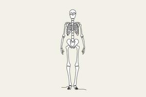 Color illustration of the front view of a human skeleton vector