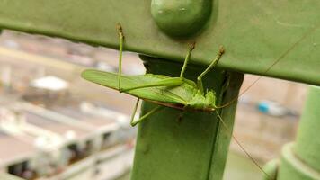 locust close up on a green metal bridge with traffic in the background video