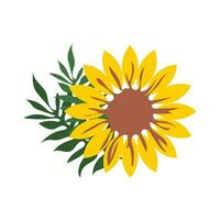 Large yellow sunflower with green leaves isolated on white background. Vector. vector