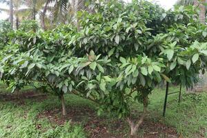 baccaurea motleyana árbol en granja foto