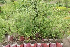 Lawsonia inermis also called mehndi tree on farm photo