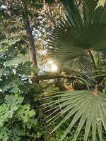 Dom ligero con rayos brillante mediante tropical palma arboles y flores foto