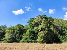 Maddow with burnt out grass and green vegetation around photo