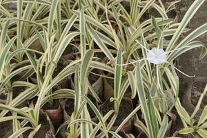 Variegated Spider Lily flower plant on farm photo