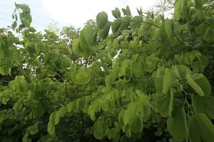 fanera vahlii flor árbol planta en granja foto