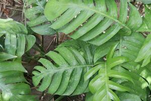 Rhaphidophora leaf plant on farm photo