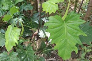 rhaphidophora hoja planta en granja foto