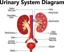 Anatomy of the human urinary system with main parts labeled. Vector illustration.