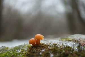Flammulina velutipes in the winter forest, enokitake mushrooms photo