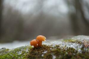 Flammulina velutipes in the winter forest, enokitake mushrooms photo