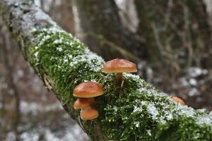 Flammulina velutipes in the winter forest, enokitake mushrooms photo