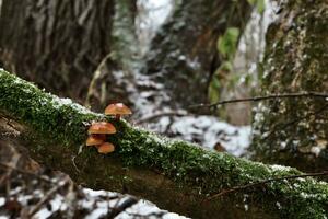 Flammulina velutipes in the winter forest, enokitake mushrooms photo