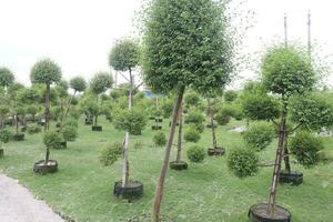 Ficus Topiary tree on farm photo