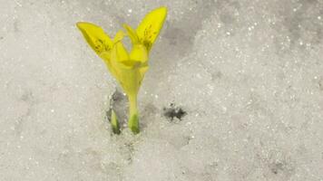 espaço de tempo, uma flor cresce a partir de debaixo a neve dentro Primavera. neve Derretendo video