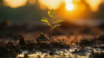 Small tree growing from fertile soil on sunset, by AI Generative. photo