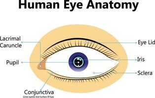 Human eye anatomy infographics organ inside the structure on white background realistic vector illustration. concept background for web design