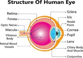 humano ojo anatomía infografia con fuera de ver y Organo dentro estructura en blanco antecedentes realista vector ilustración