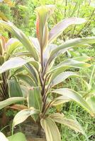 Ti plant on farm also called Cordyline fruticosa photo