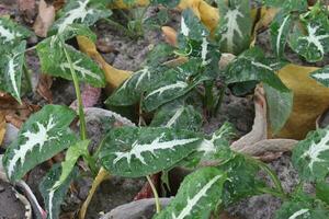 syngonium Wendlandii hoja planta en maceta en granja foto