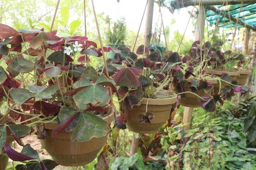 Oxalis triangularis tree on hanging pot on farm photo