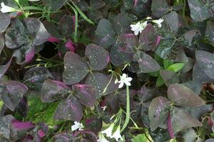 Oxalis triangularis tree on hanging pot on farm photo