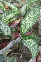 Aglaonema Snow White leaf plant on pot photo
