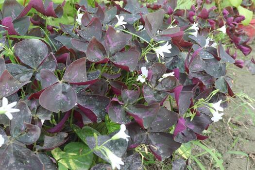 Oxalis triangularis tree on hanging pot on farm photo