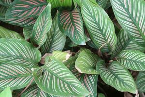 Pin-stripe calathea leaf plant on farm for sell photo