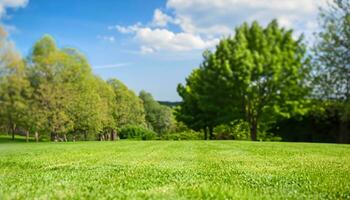 Lawn grass landscape photo