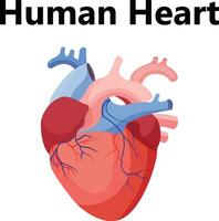 Heart with mitral regurgitation vector diagram compared with a normal heart. Simple, clean design best for medical educational websites, brochures, and flyers