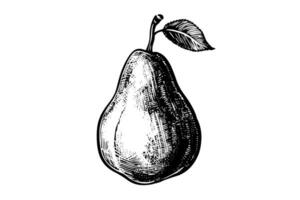 Pear. Ink sketch isolated on white background. Hand drawn vector illustration.