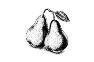 Set of pears. Ink sketch isolated on white background. Hand drawn vector illustration.